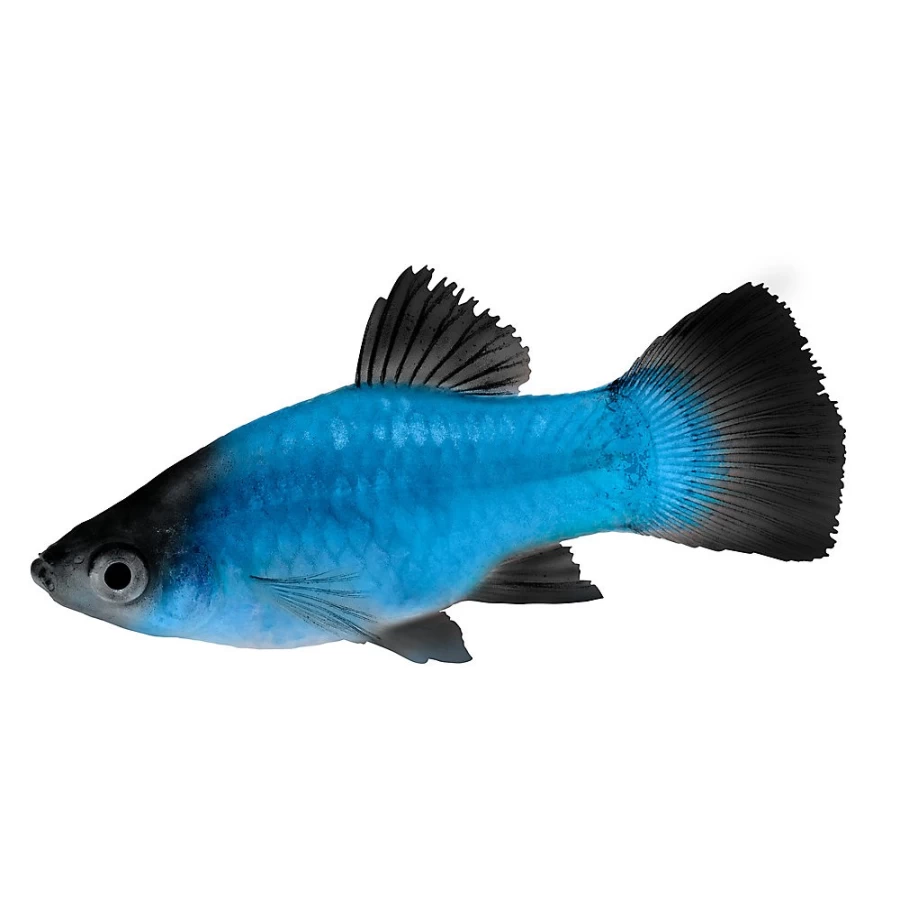 "PetSmart Blue Wag Platy Live Tropical Fish for Aquariums"