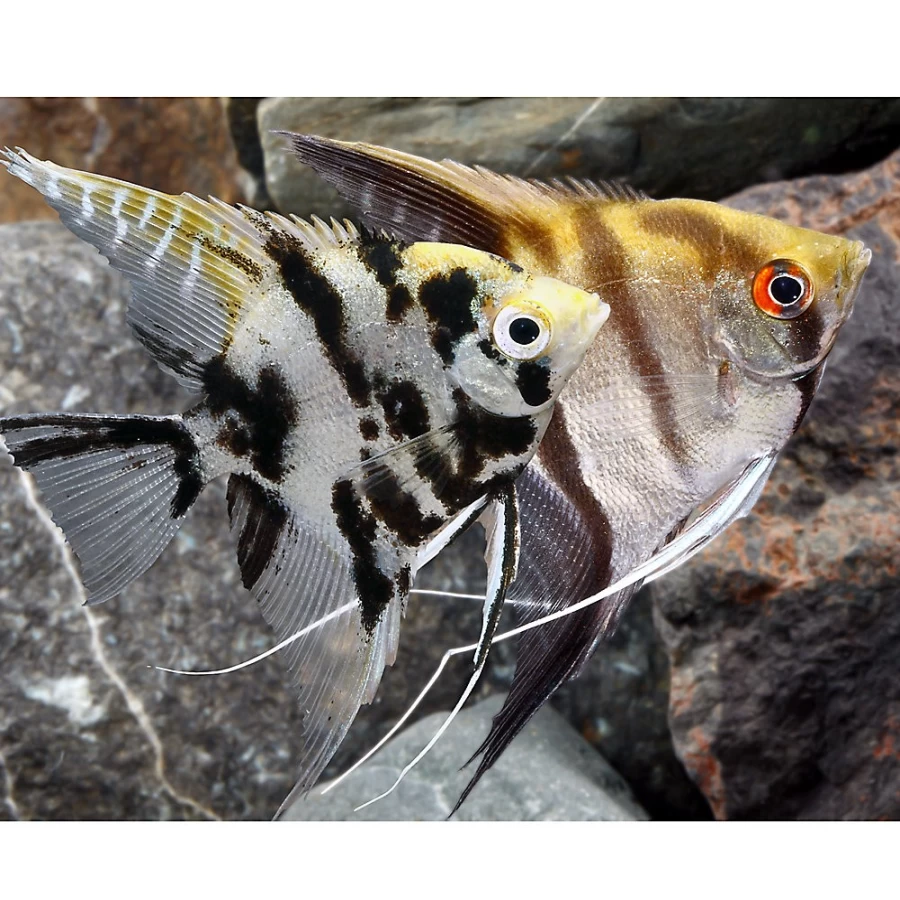 "PetSmart Live Angelfish - Freshwater Aquarium Fish for Home Tanks"