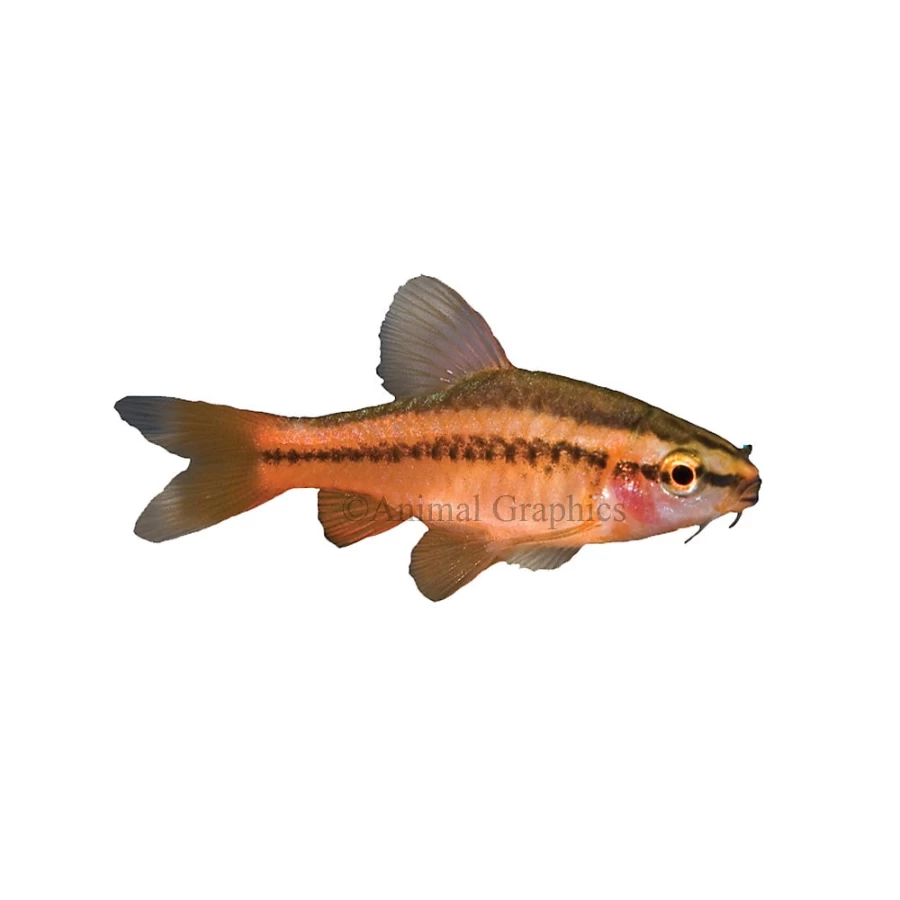 PetSmart Cherry Barb Tropical Fish for Freshwater Aquariums