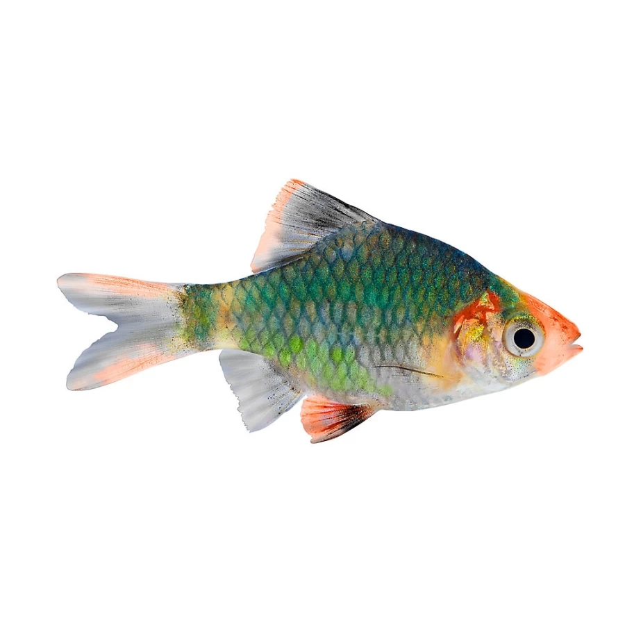 "PetSmart Green Tiger Barb - Live Tropical Fish for Aquarium & Fish Tanks"