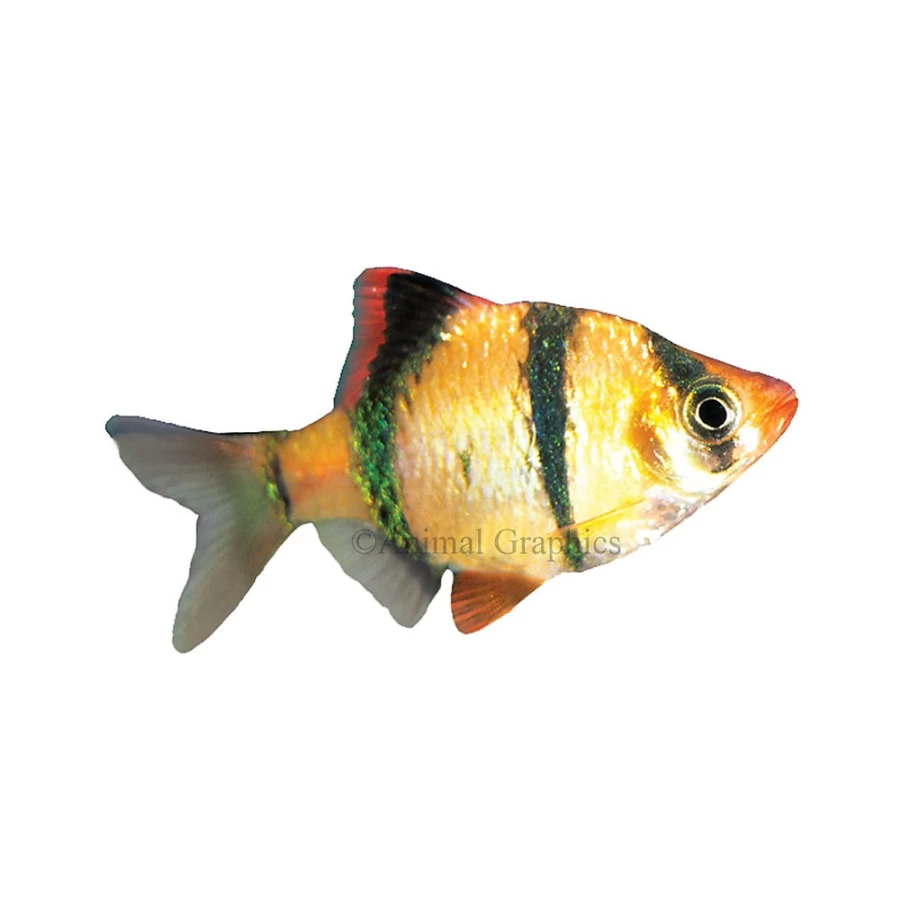 "PetSmart Tiger Barb Fish - Freshwater Aquarium Fish for Sale"