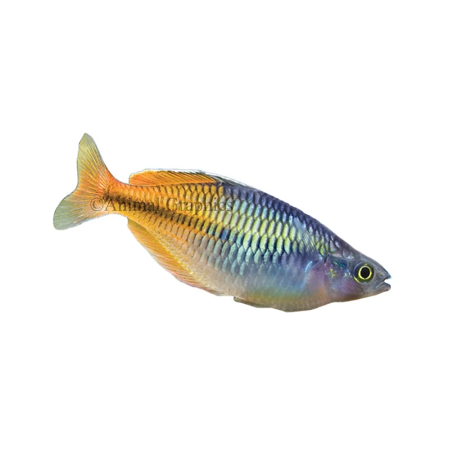"PetSmart Boesemani Rainbowfish - Live Tropical Fish for Aquariums"