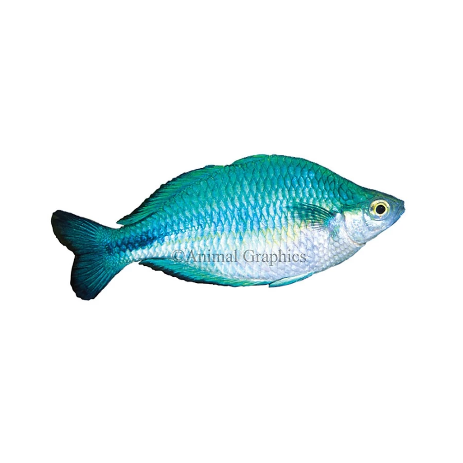 "PetSmart Turquoise Rainbowfish - Vibrant Color Tropical Fish for Aquariums"