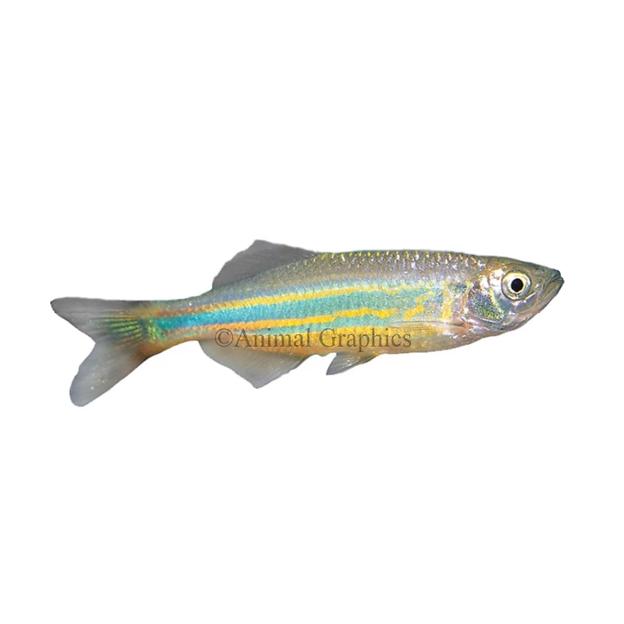 "PetSmart Giant Danio Freshwater Fish for Aquariums – Healthy, Active, and Vibrant"