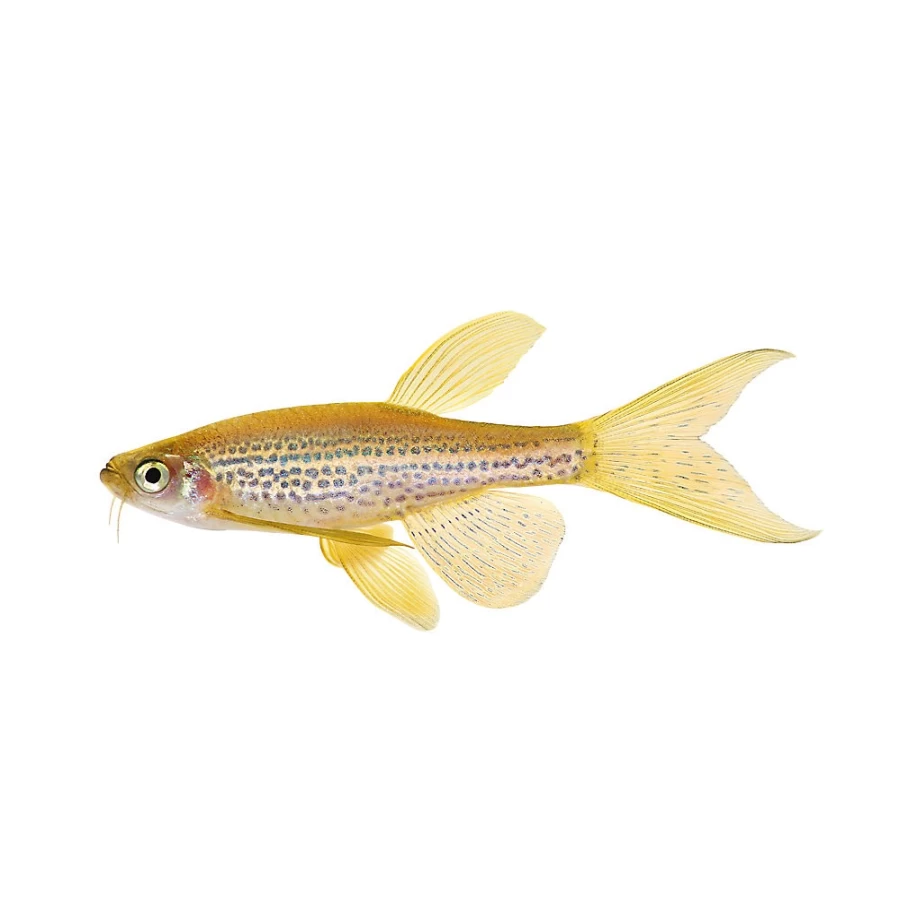 "PetSmart Long Fin Leopard Danio Tropical Fish for Aquariums"