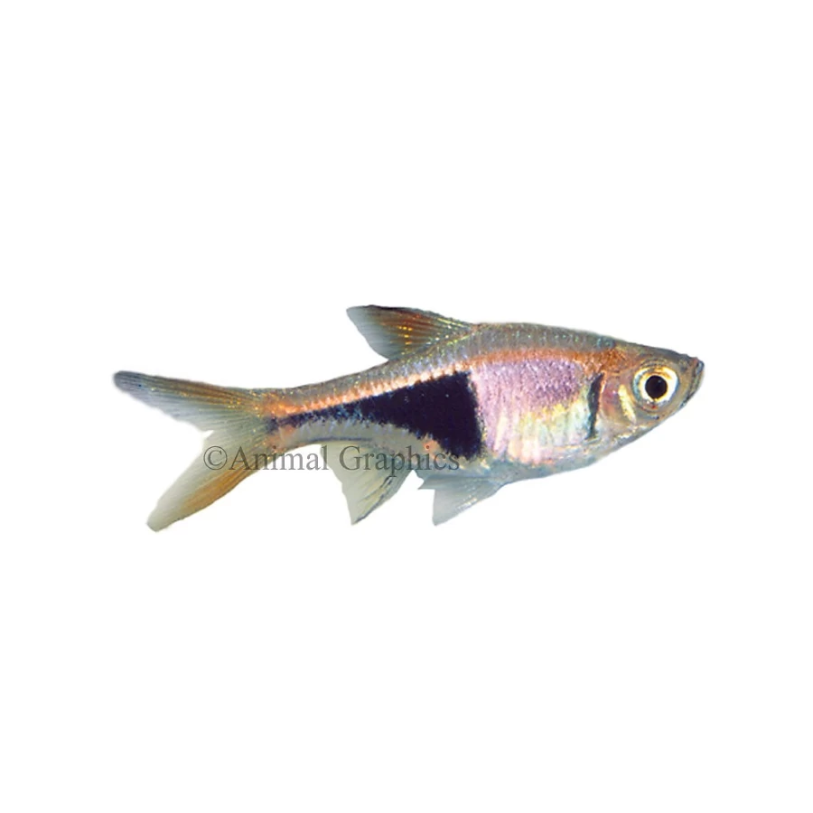 "PetSmart Harlequin Rasbora (Rasbora Heteromorpha) - Live Aquarium Fish for Freshwater Tanks"