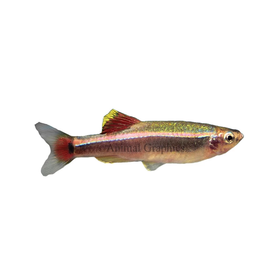 "PetSmart White Cloud Mountain Minnows - Live Freshwater Fish for Aquariums"