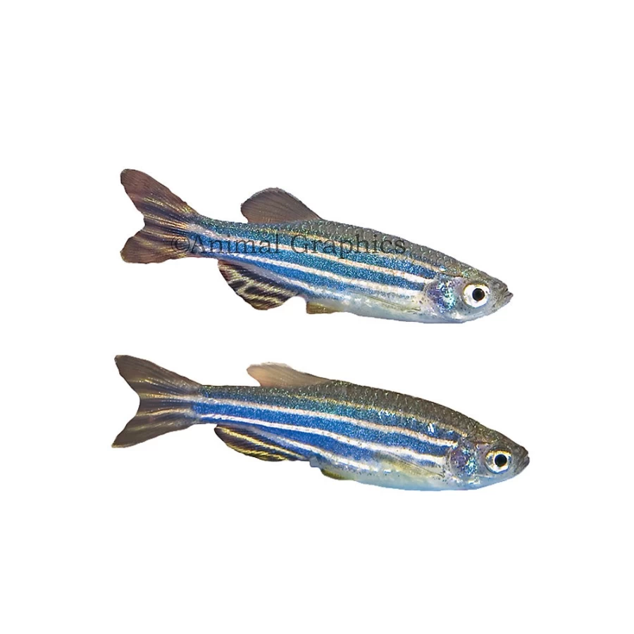 "PetSmart Zebra Danio Tropical Fish for Freshwater Aquariums"