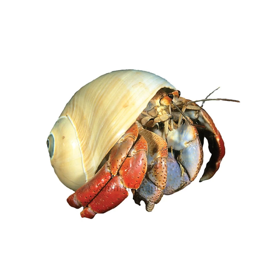 "PetSmart Hermit Crab Habitat Kit with Accessories for Pet Hermit Crabs"