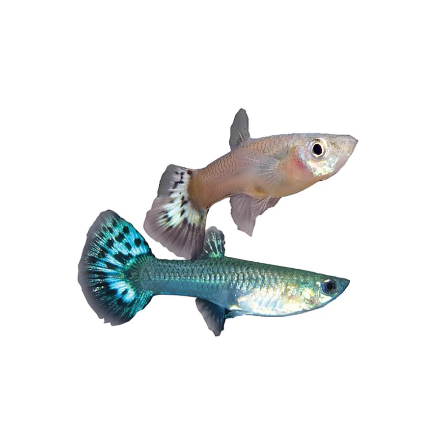 "PetSmart Female Fancy Guppy - Vibrant Color Live Aquarium Fish for Tropical Tanks"