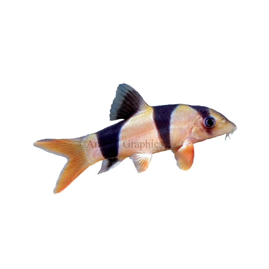 "PetSmart Clown Loach Freshwater Tropical Fish for Aquariums"