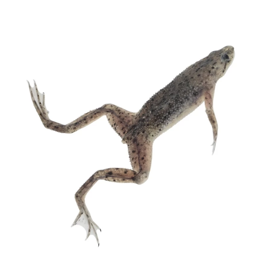 "PetSmart African Dwarf Frog - Live Aquatic Frog for Freshwater Aquariums"