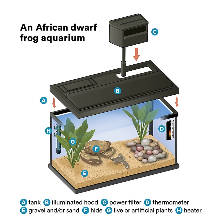 "PetSmart African Dwarf Frog - Live Aquatic Frog for Freshwater Aquariums"