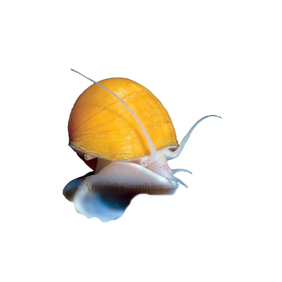 "PetSmart Gold Mystery Snail - Live Freshwater Aquarium Snail for Fish Tanks"