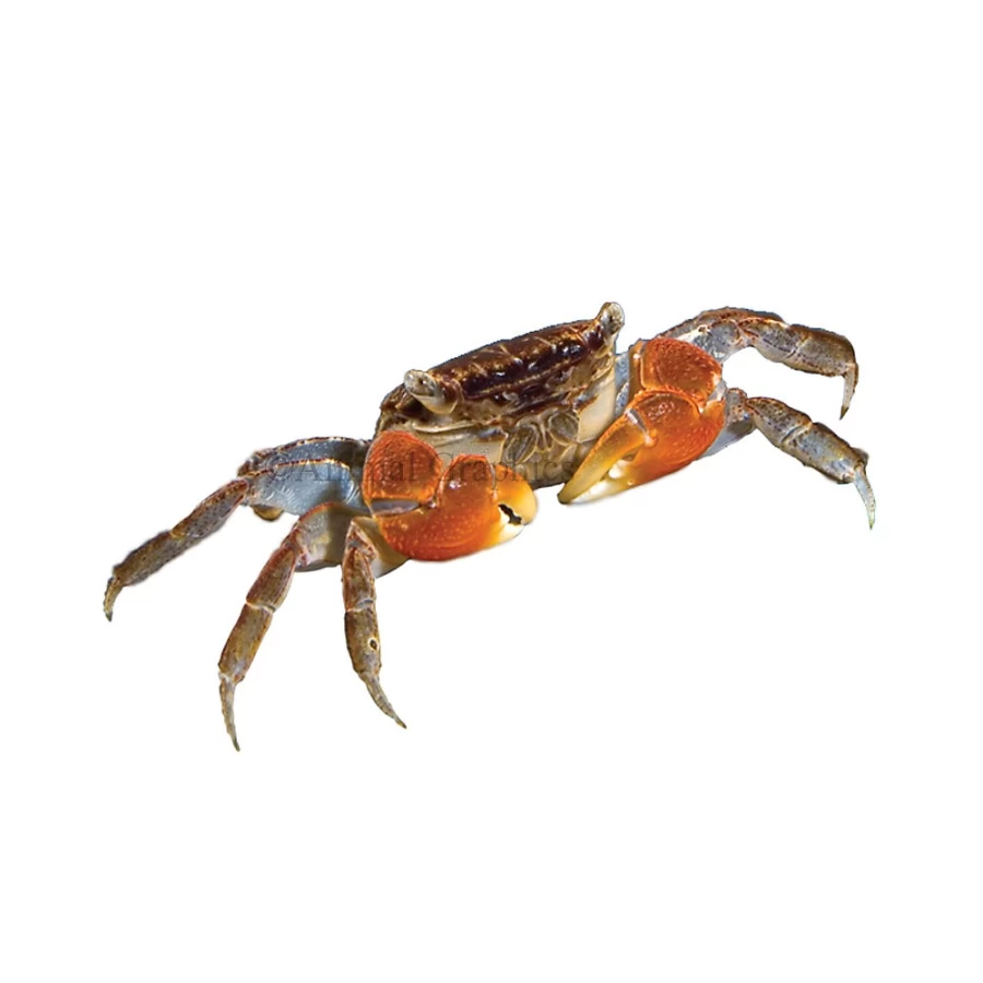 "PetSmart Red Clawed Crab - Freshwater Aquarium Crab for Sale"