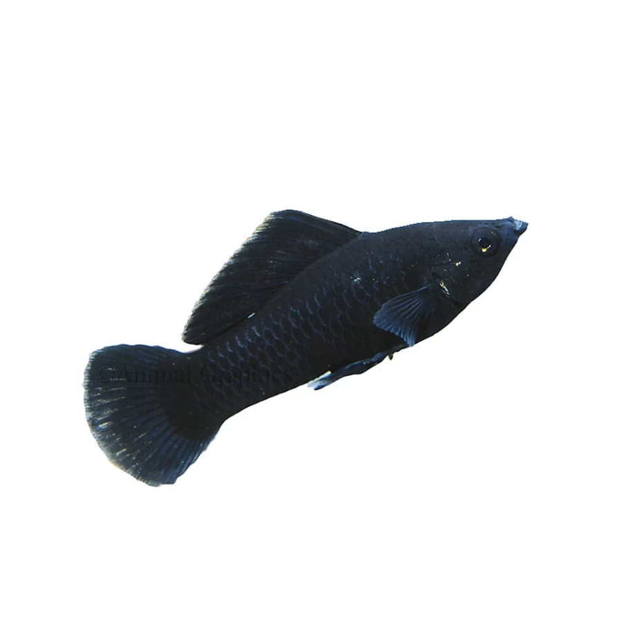 "PetSmart Black Molly Live Tropical Fish for Aquariums"