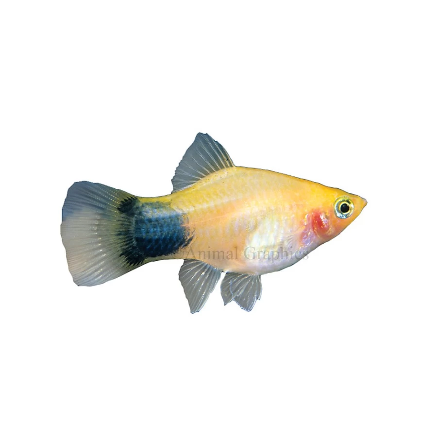 PetSmart Mickey Mouse Platy Live Tropical Fish for Aquariums