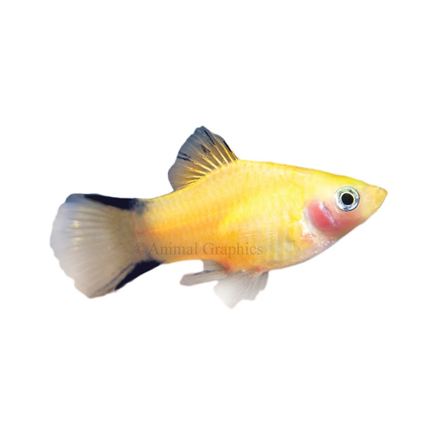 "PetSmart Gold Twinbar Platy Live Tropical Fish for Aquariums"