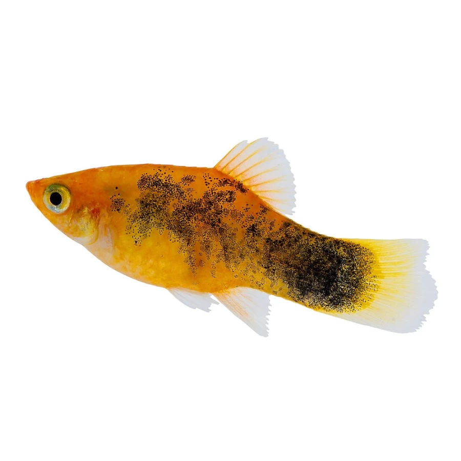 PetSmart Assorted Color Painted Platy Live Tropical Fish for Aquariums
