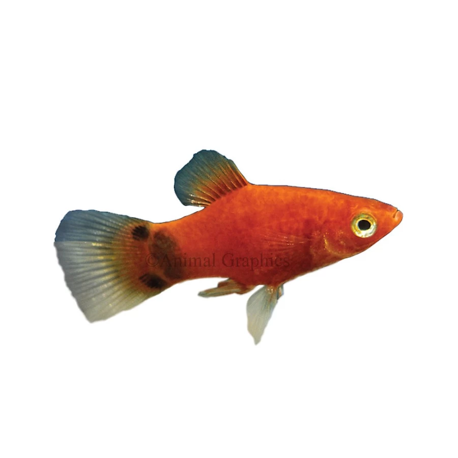 PetSmart Mickey Mouse Platy Fish - Live Aquatic Fish for Home Aquariums