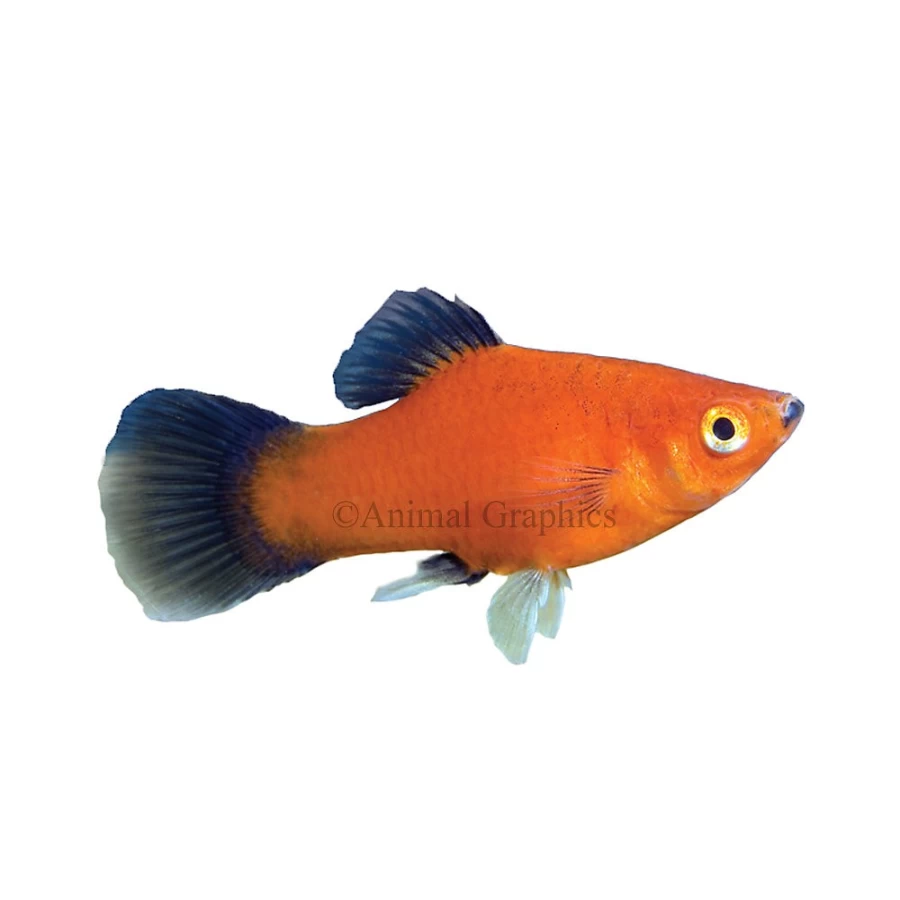 PetSmart Red Wag Platy Live Tropical Fish for Aquariums