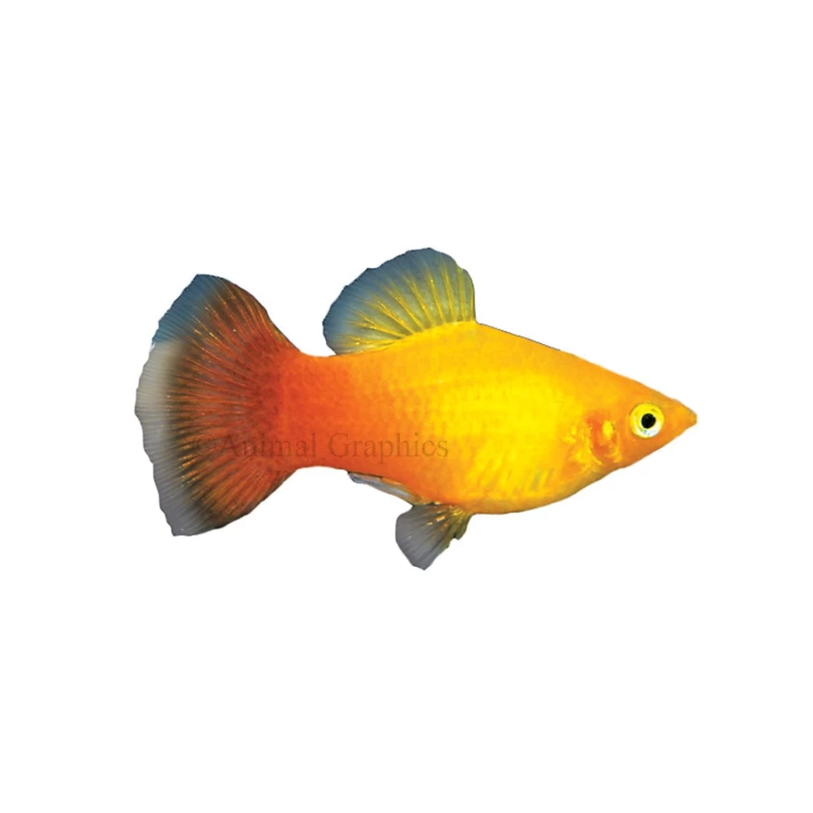 PetSmart Sunburst Platy Live Tropical Fish for Aquariums