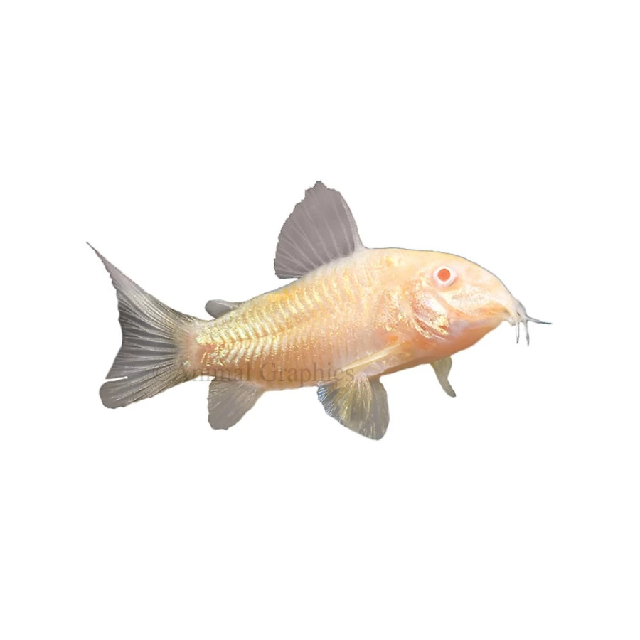 "PetSmart Albino Corydoras Catfish – Live Tropical Freshwater Aquarium Fish"