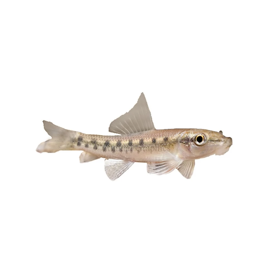 "PetSmart Algae Eater Fish for Aquarium – Freshwater Tank Cleaner"
