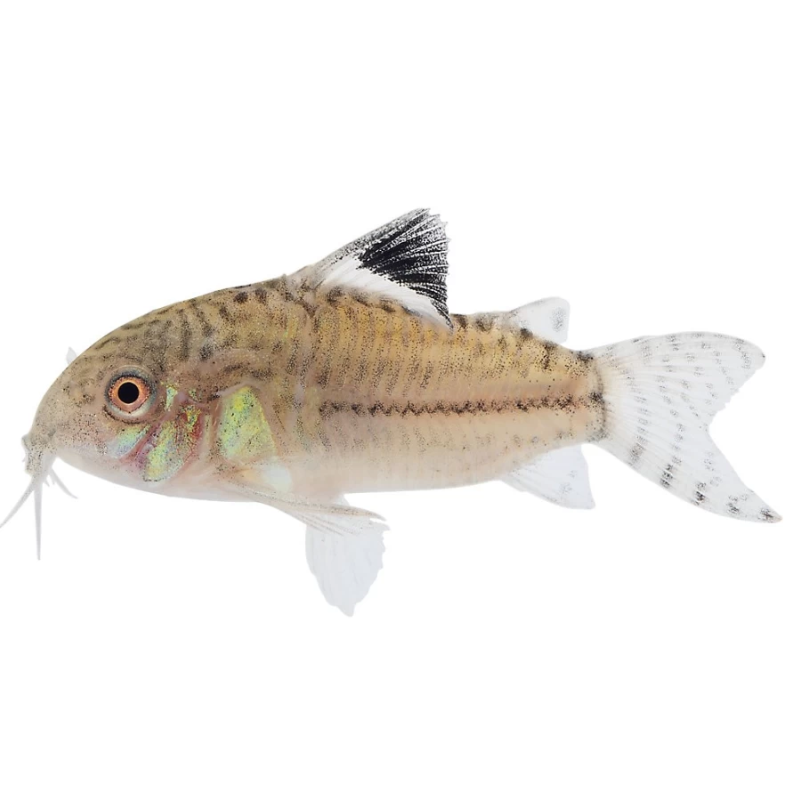 "PetSmart Julii Corydoras Catfish - Freshwater Aquarium Fish for Sale"