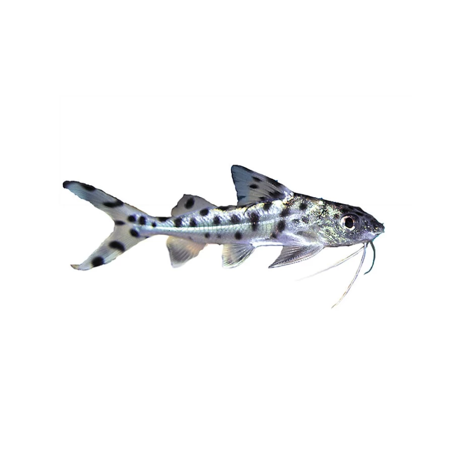 "PetSmart Pictus Catfish - Live Tropical Freshwater Fish for Aquariums"