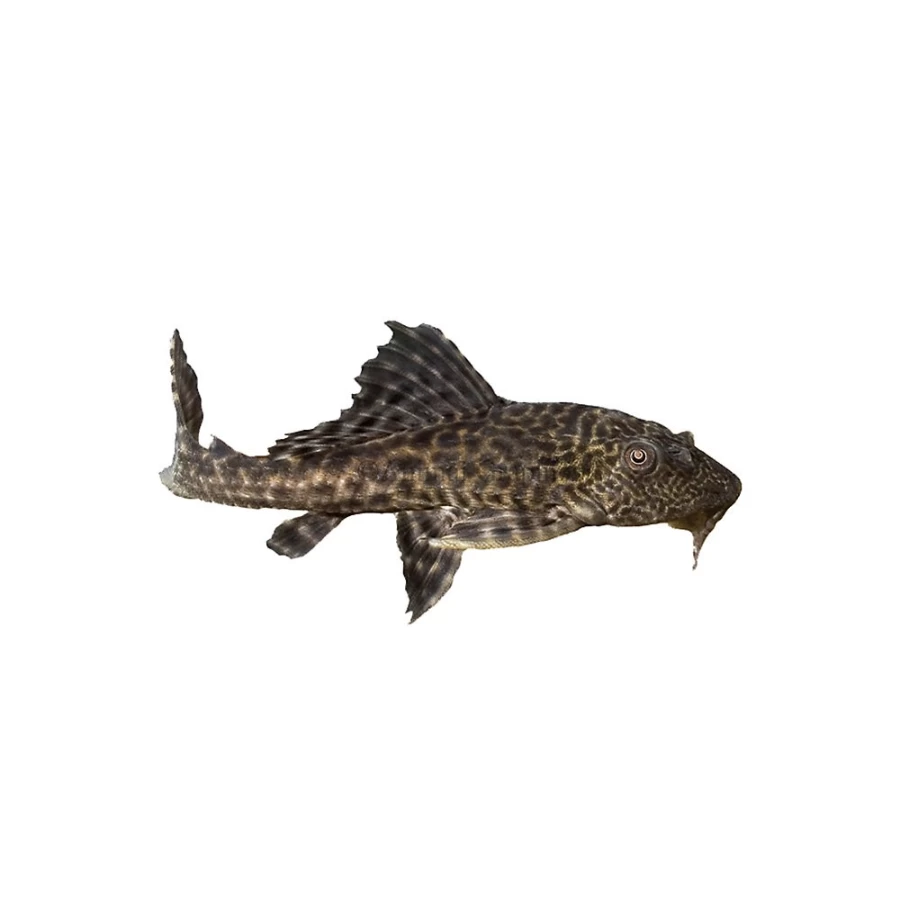 "PetSmart Plecostomus - Freshwater Algae Eater Fish for Aquariums"