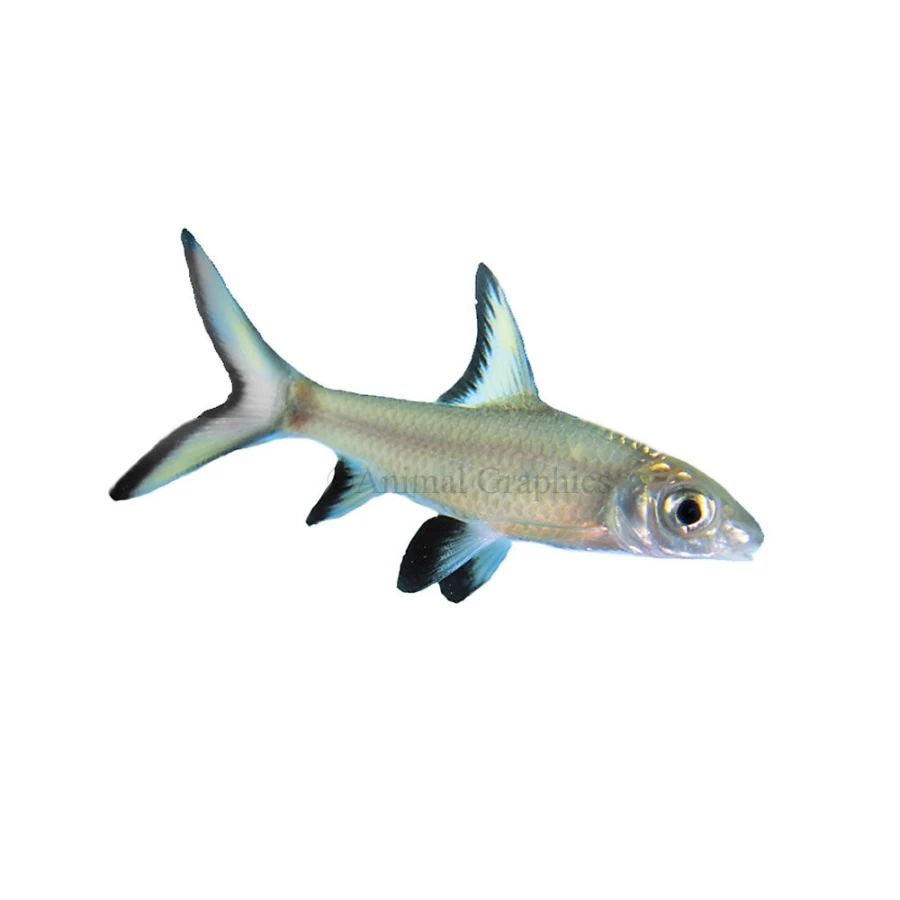 "PetSmart Bala Shark Fish for Aquarium – Live Freshwater Fish for Sale"