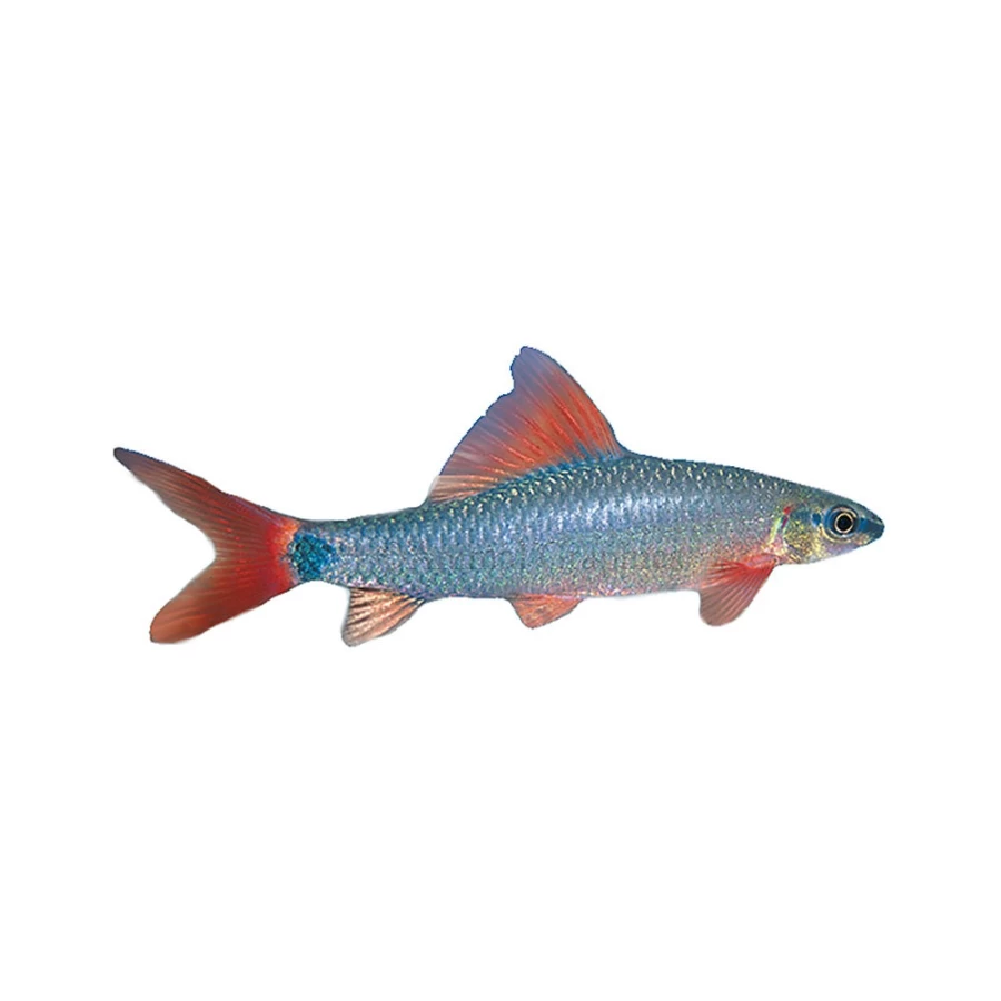 "PetSmart Rainbow Shark - Vibrant Freshwater Aquarium Fish for Your Tank"