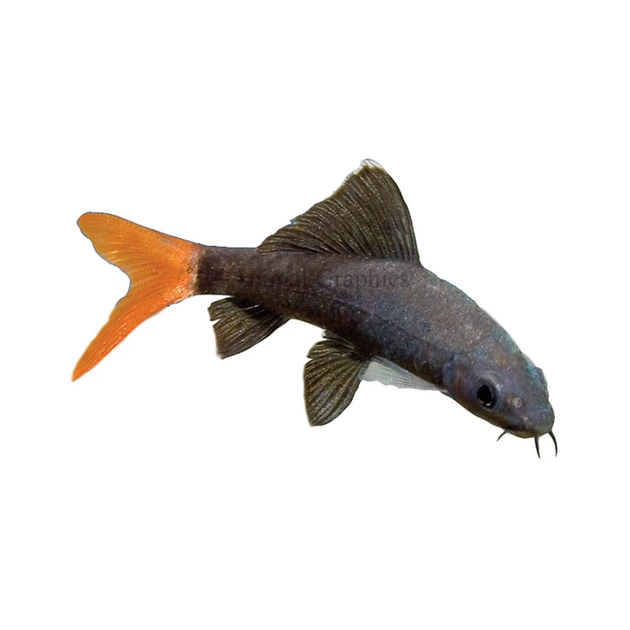 "PetSmart Red Tail Shark - Freshwater Aquarium Fish for Sale"