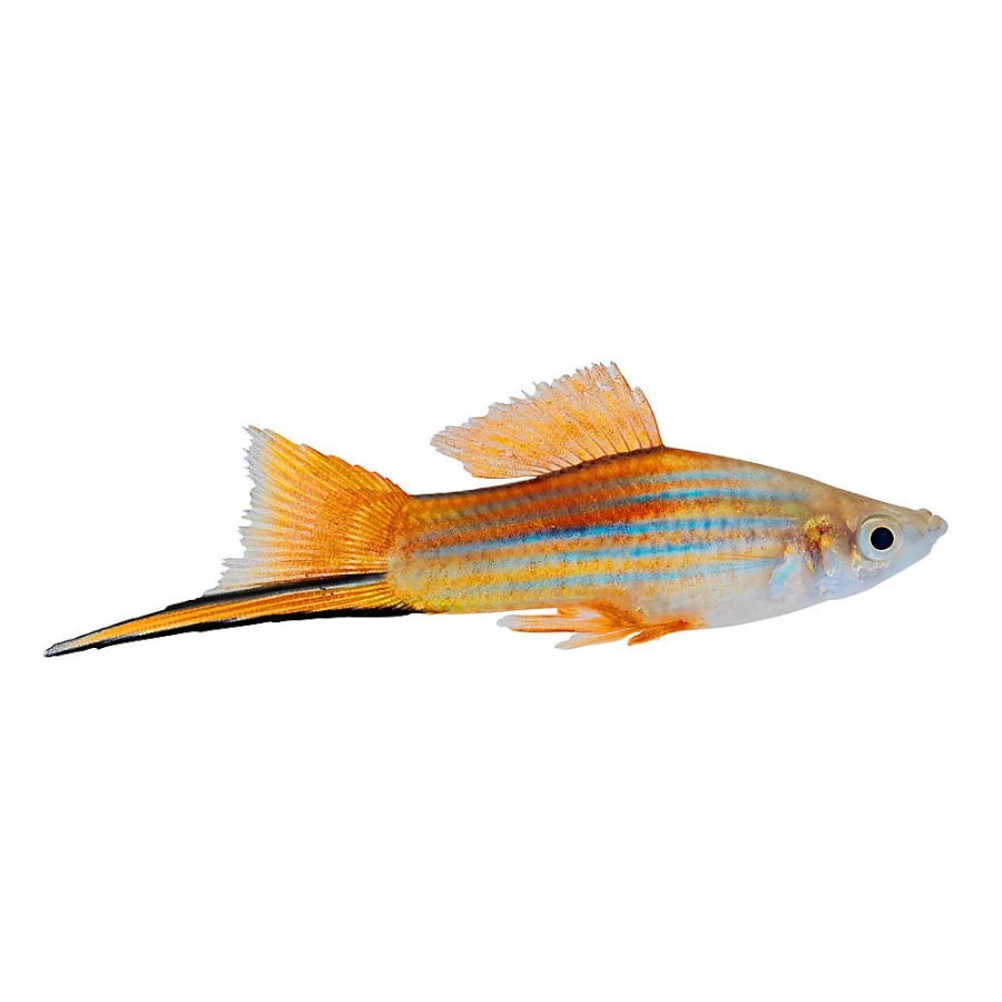"PetSmart Neon Swordtail Live Fish - Vibrant Color Tropical Aquarium Fish for Freshwater Tanks"