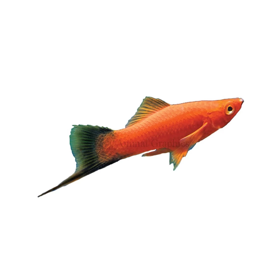 "PetSmart Velvet Wag Swordtail Live Fish for Aquariums"