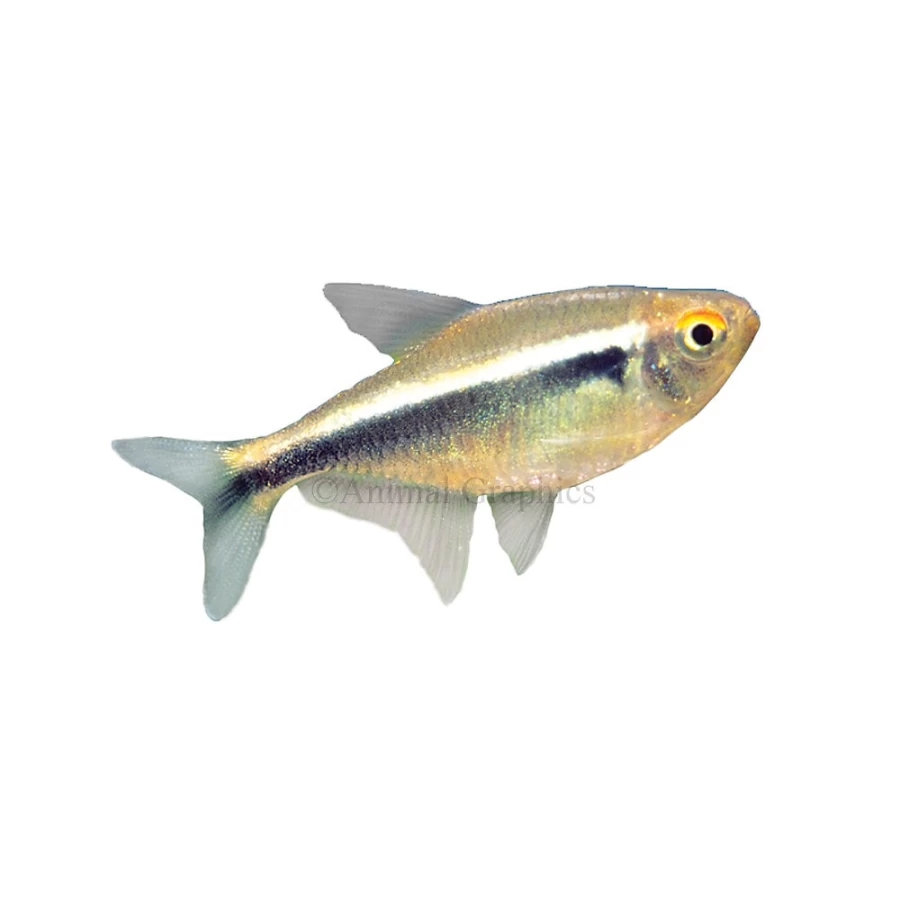 "PetSmart Black Neon Tetra Live Tropical Fish for Aquariums"