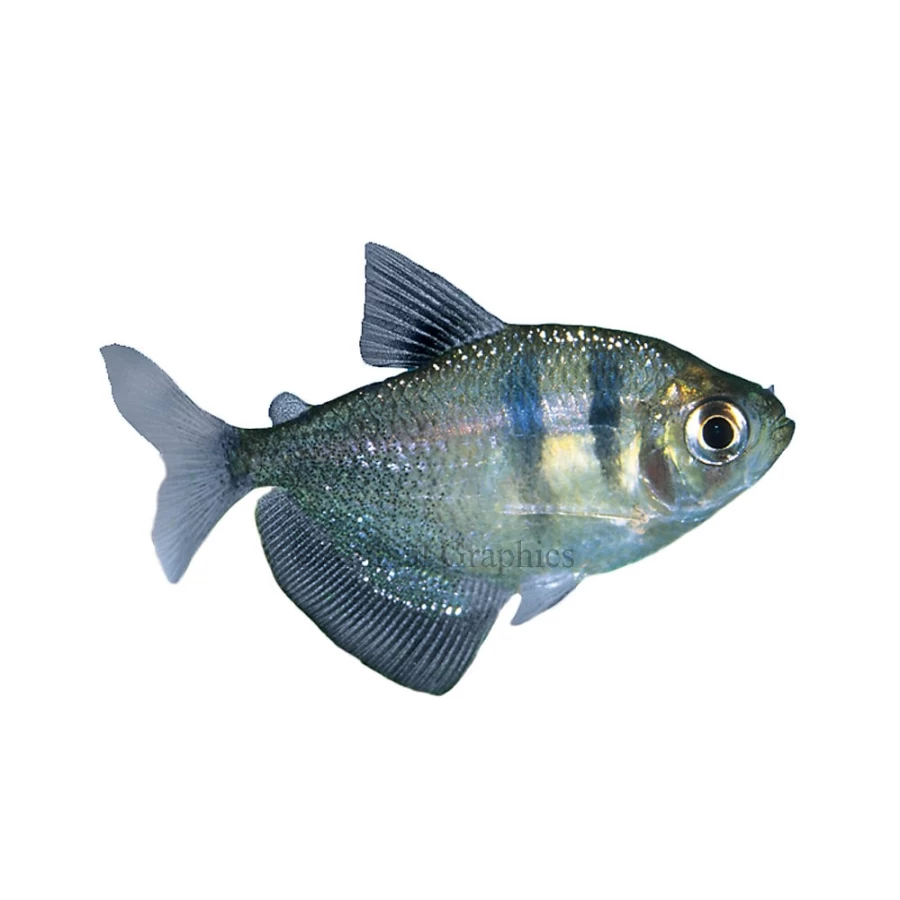 PetSmart Tetra Skirt - Vibrant Colors & Flowing Design for Stylish Outfits