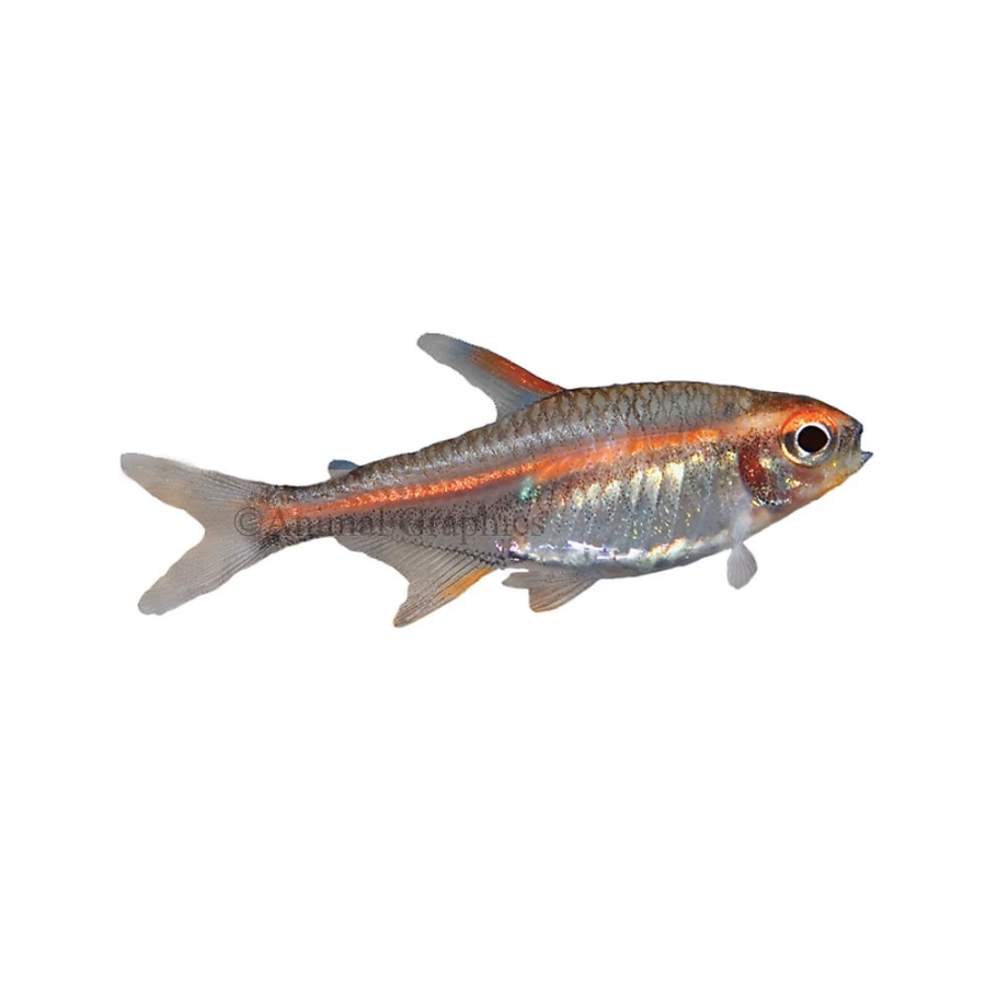 "PetSmart Glow Light Tetra Fish for Aquarium – Vibrant Tropical Fish for Freshwater Tanks"