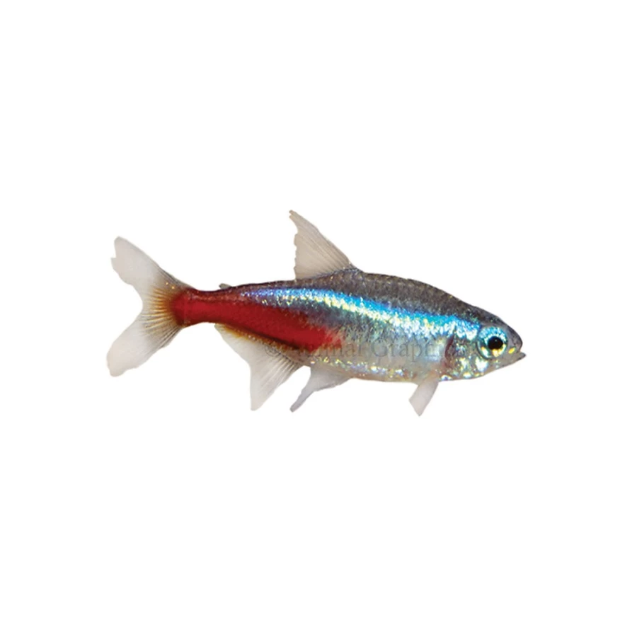 "PetSmart Neon Tetra Tropical Fish for Freshwater Aquariums – Vibrant Color & Easy Care"