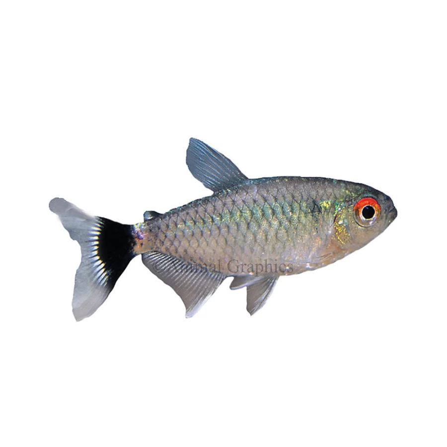 "PetSmart GloFish Lamp Eye Tetra Tropical Freshwater Aquarium Fish"