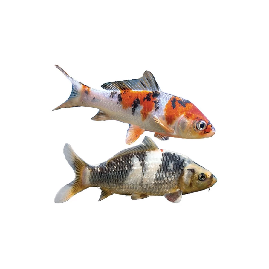 "PetSmart Premium Koi Fish for Ponds - Healthy & Vibrant Pet Koi Carp"