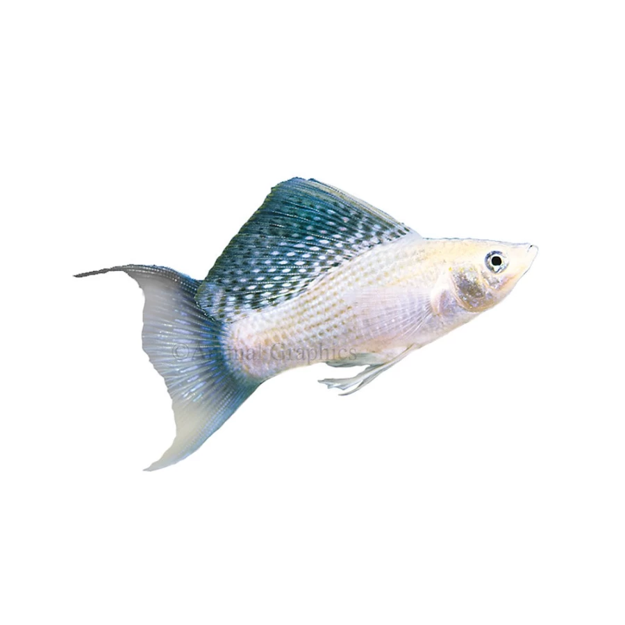 PetSmart Silver Lyretail Molly Live Tropical Fish for Aquariums