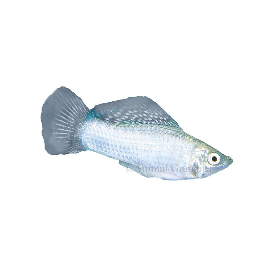 "PetSmart Silver Molly Fish - Live Tropical Freshwater Aquarium Fish for Sale"