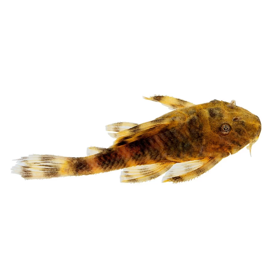 "PetSmart Clown Plecostomus - Tropical Freshwater Algae Eater Fish for Aquariums"