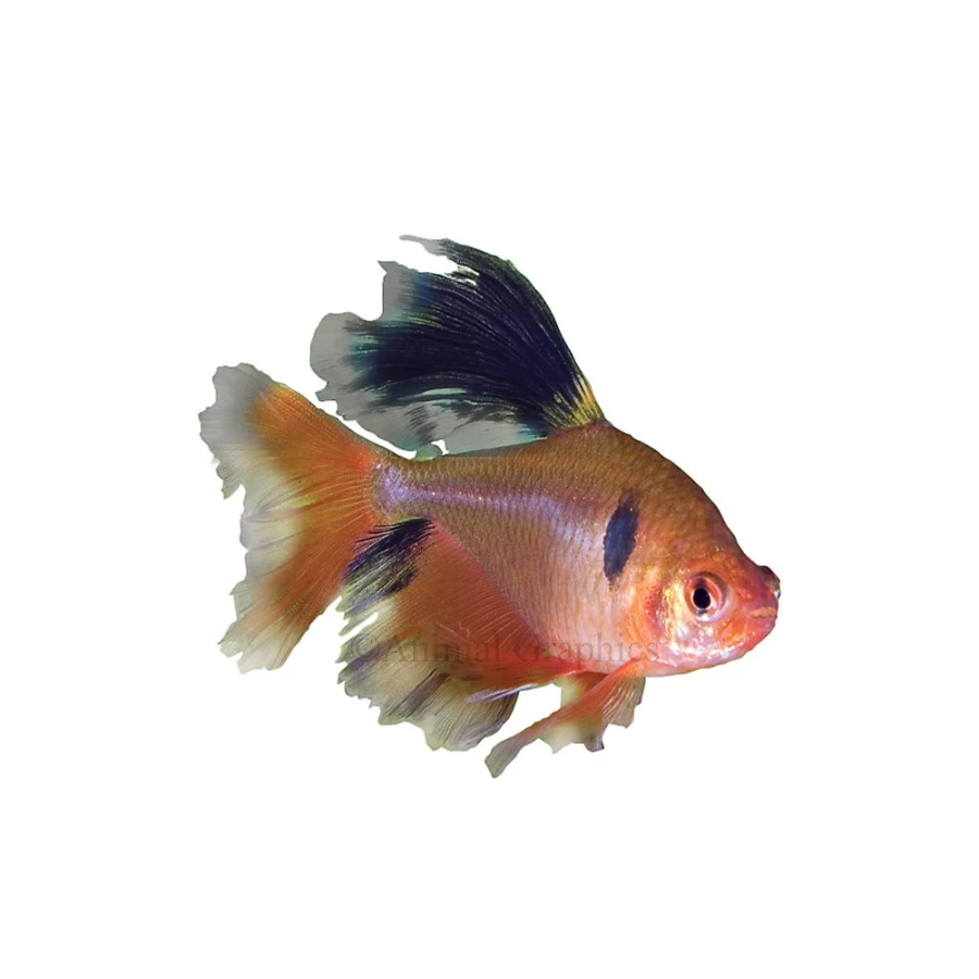 "PetSmart Red Minor Tetra Freshwater Aquarium Fish for Sale"