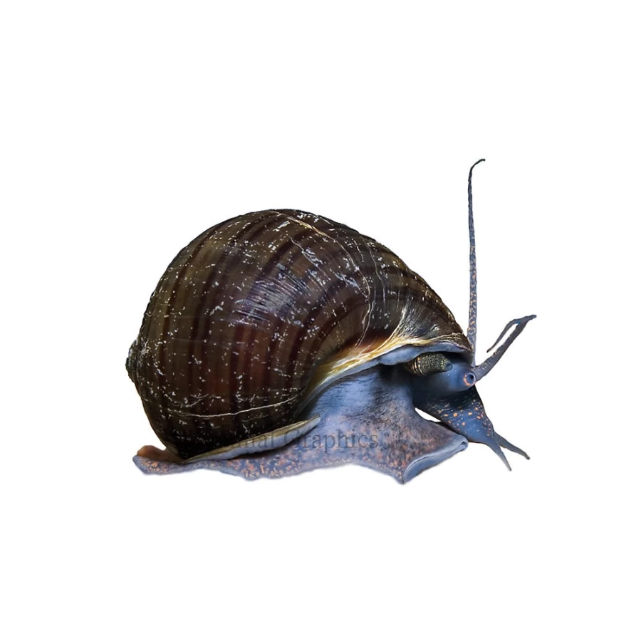 "PetSmart Black Mystery Snail - Live Freshwater Aquarium Snail for Fish Tanks"