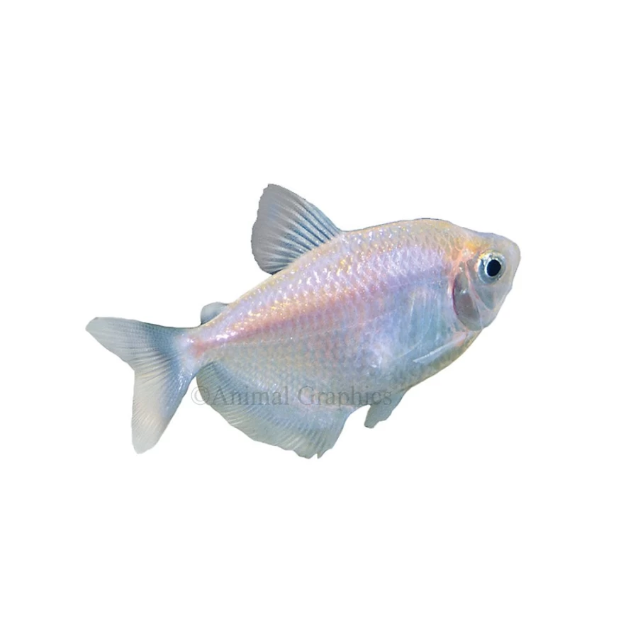 PetSmart Tetra Skirt - Vibrant Colors, Flowy Design for Women's Fashion