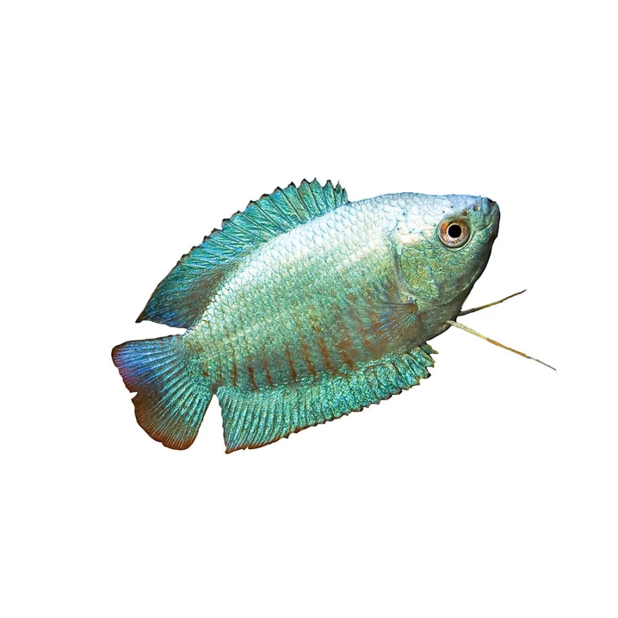 "PetSmart Dwarf Gourami - Vibrant Tropical Fish for Aquariums"