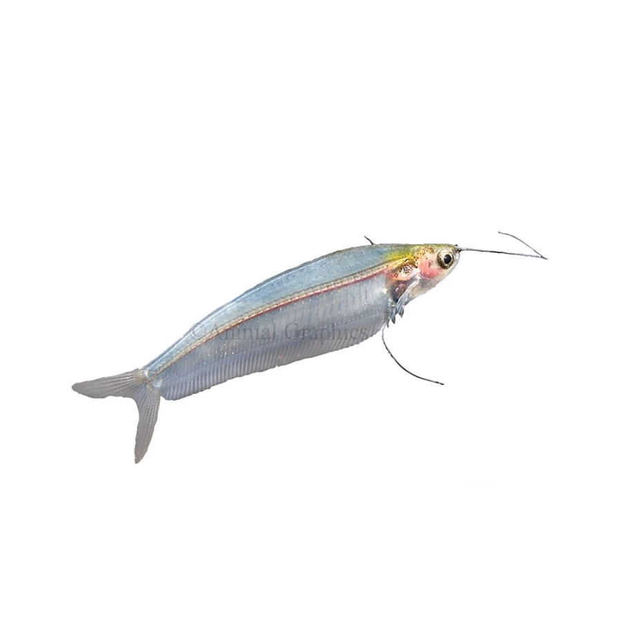 "PetSmart Ghost Catfish - Live Freshwater Aquarium Fish for Your Tank"